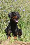 DOBERMANN 756